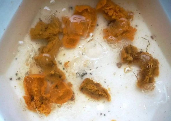 活海膽怎么殺？海膽怎么開殼？