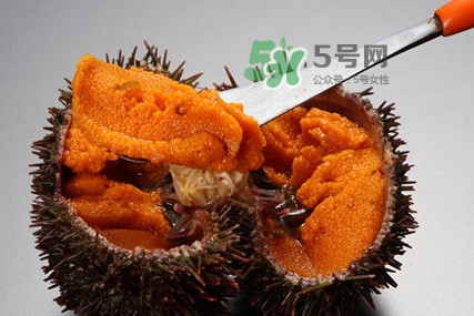 海膽怎么處理？海膽可以生吃嗎？