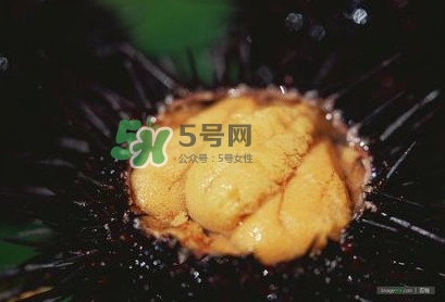 海膽是什么味道？海膽有什么營養(yǎng)價(jià)值