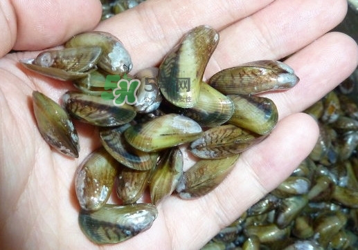 薄殼什么季節(jié)有？薄殼孕婦可以吃嗎？