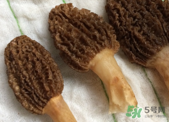 羊肚菌什么時候采摘？羊肚菌什么季節(jié)有