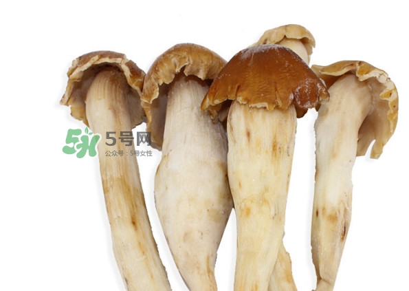雞樅菌有毒嗎？雞樅菌不能和什么一起吃？