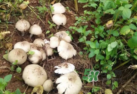 雞樅菌可以人工種植嗎？怎么人工種植雞樅菌