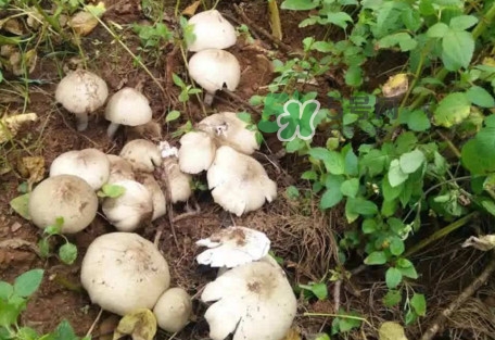 雞樅菌為什么那么貴？雞樅菌為什么離不開(kāi)白螞蟻