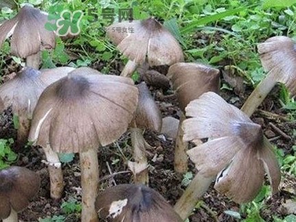 雞樅菌為什么那么貴？雞樅菌為什么離不開(kāi)白螞蟻