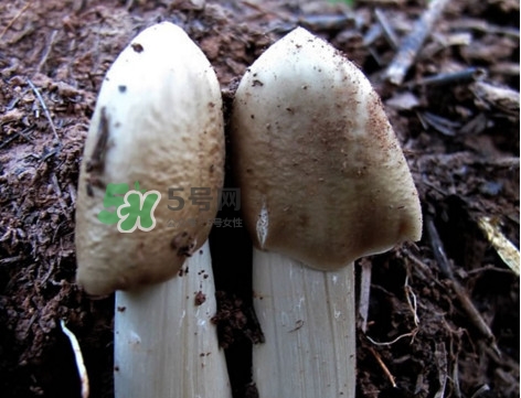 雞樅菌怎么保存？雞樅菌可以放冰箱嗎？