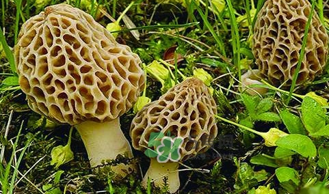 羊肚菌生長(zhǎng)在什么地方？羊肚菌同什么煲湯最好