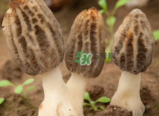 生了蟲的羊肚菌能吃嗎？羊肚菌長蟲子怎么辦？