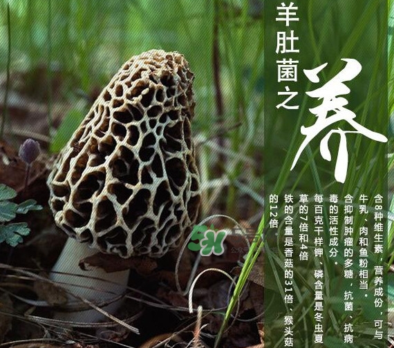 如何識(shí)別羊肚菌真假？買羊肚菌怎么挑選