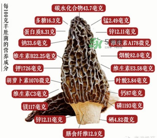 野生羊肚菌多少錢一斤？干羊肚菌多少錢一斤