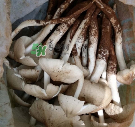 雞樅菌可以人工種植嗎？怎么人工種植雞樅菌