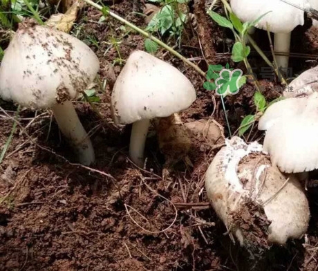 雞樅菌怎么保存？雞樅菌可以放冰箱嗎？