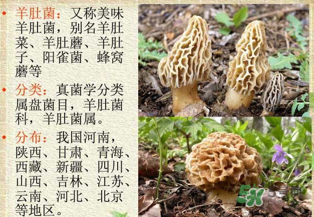 生了蟲的羊肚菌能吃嗎？羊肚菌長蟲子怎么辦？