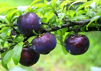 黑布李多少錢一斤？黑布李和紅布李哪個(gè)貴？