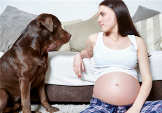 狗對孕婦的危害有哪些？狗對孕婦有影響嗎？