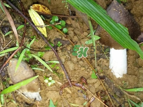 雞樅菌可以人工種植嗎？怎么人工種植雞樅菌