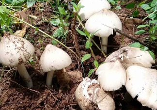 雞樅菌怎么保存？雞樅菌可以放冰箱嗎？