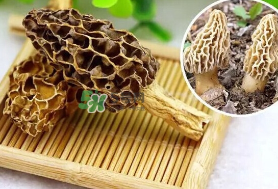 羊肚菌怎么清洗？羊肚菌怎么保存