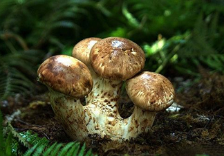 干松茸多少錢一斤？野生松茸多少錢一斤？