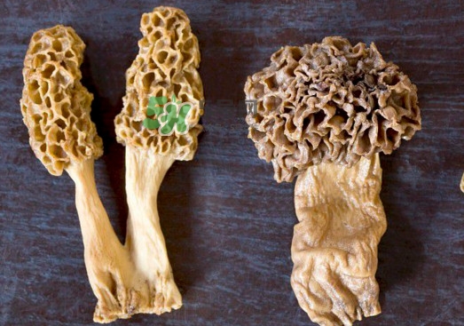 羊肚菌有假的嗎？野生羊肚菌有幾種？