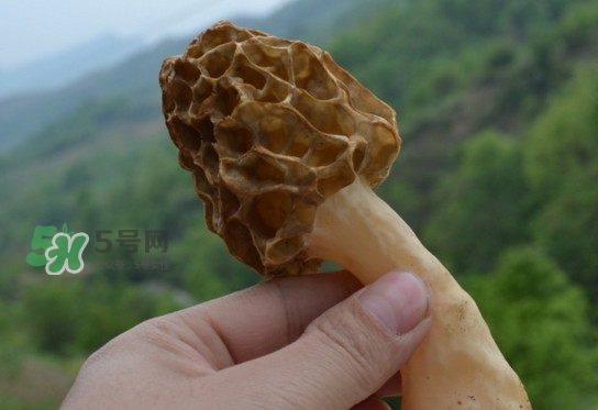 羊肚菌可以泡水喝嗎？羊肚菌可以燉鴿子嗎