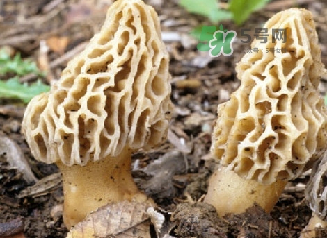 羊肚菌能治什么??？羊肚菌能冷凍保鮮嗎