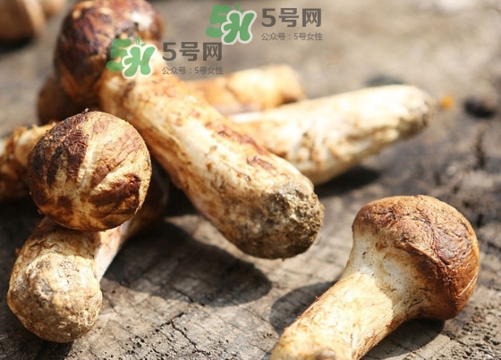 干松茸多少錢一斤？野生松茸多少錢一斤？