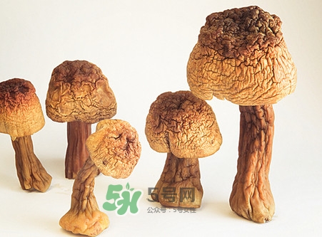 松茸是發(fā)物嗎？松茸是熱性還是涼性？