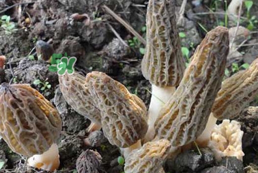 羊肚菌可以泡水喝嗎？羊肚菌可以燉鴿子嗎