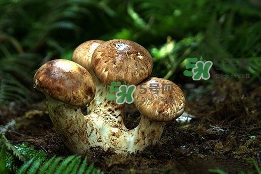 干松茸多少錢一斤？野生松茸多少錢一斤？