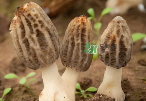 羊肚菌有假的嗎？野生羊肚菌有幾種？