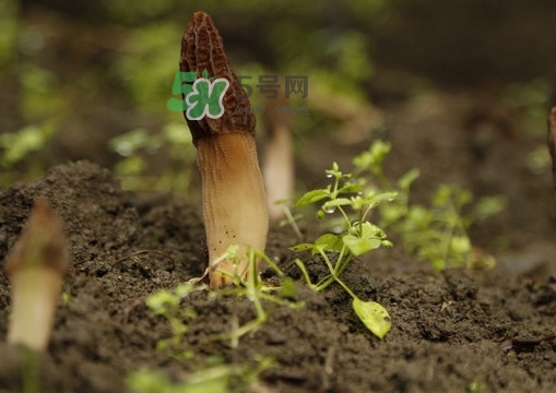 孕婦可以吃羊肚菌嗎？什么人不能吃羊肚菌