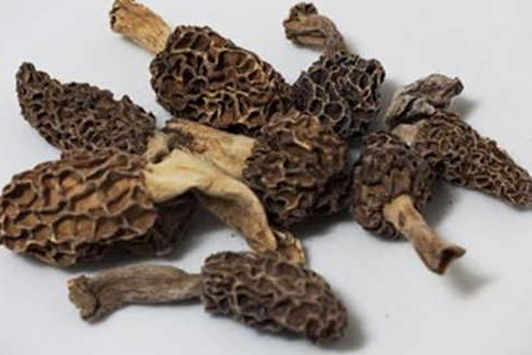 羊肚菌有毒嗎？羊肚菌可以人工種植嗎？