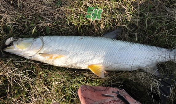 釣鳡魚用什么路亞竿好？路亞鳡魚用什么餌好
