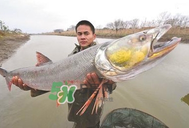 鳡魚多少錢一斤？野生鳡魚多少錢一斤