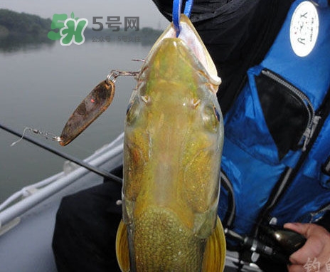 鳡魚好吃嗎？鳡魚刺多嗎