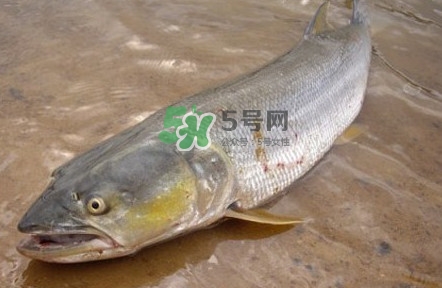 鳡魚怎么釣？鳡魚在魚缸里怎么養(yǎng)