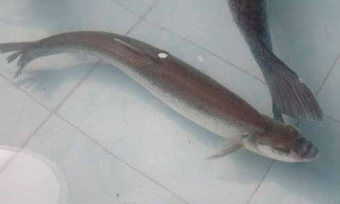 鳡魚(yú)吃什么？翹嘴魚(yú)和鳡魚(yú)有什么區(qū)別