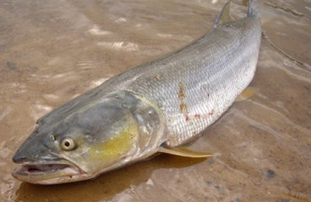 鳡魚(yú)吃什么？翹嘴魚(yú)和鳡魚(yú)有什么區(qū)別
