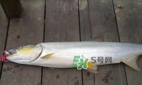 釣鳡魚用什么路亞竿好？路亞鳡魚用什么餌好