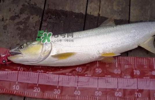 一般鳡魚能長到多大？鳡魚與假鳡魚怎么區(qū)分