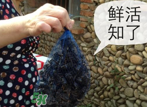金蟬怎么保存一夜不死？怎樣保存一夜金蟬不死？