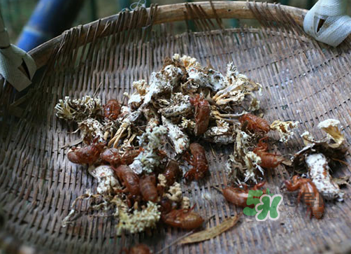 金蟬花可以放在冰箱嗎？新鮮金蟬花怎么保存？