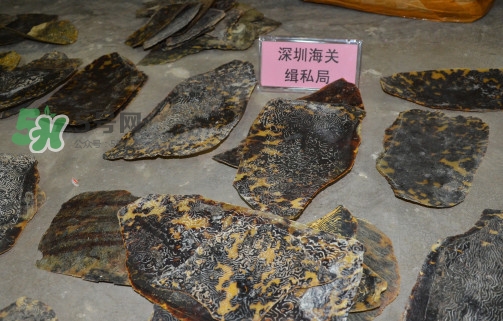玳瑁標(biāo)本有收藏價(jià)值嗎？玳瑁的功效與作用