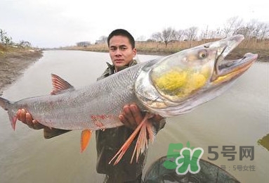一般鳡魚能長到多大？鳡魚與假鳡魚怎么區(qū)分