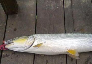 釣鳡魚用什么路亞竿好？路亞鳡魚用什么餌好