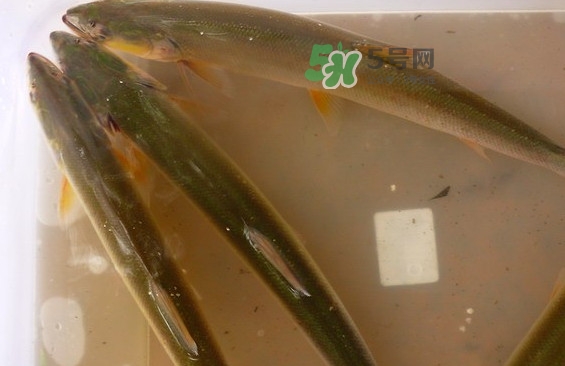 鳡魚怎么做好吃？鳡魚有天敵嗎
