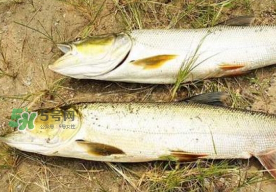 鳡魚怎么釣？鳡魚在魚缸里怎么養(yǎng)