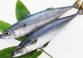 鳡魚吃什么？翹嘴魚和鳡魚有什么區(qū)別