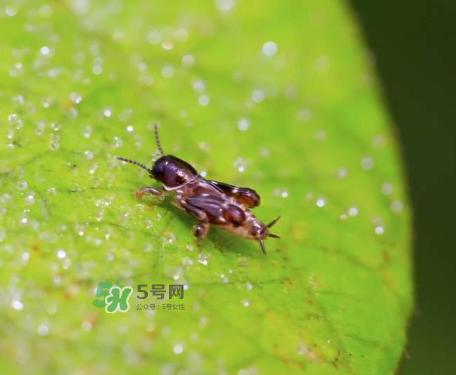 跳蚤會(huì)寄生在人身上嗎？跳蚤會(huì)在人身上存活嗎？
